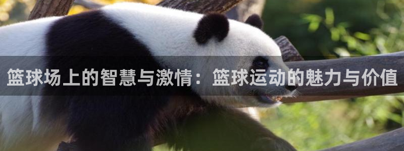 篮球场上的智慧与激情：篮球运动的魅力与价值