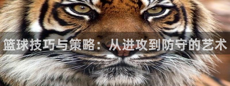 篮球技巧与策略：从进攻到防守的艺术